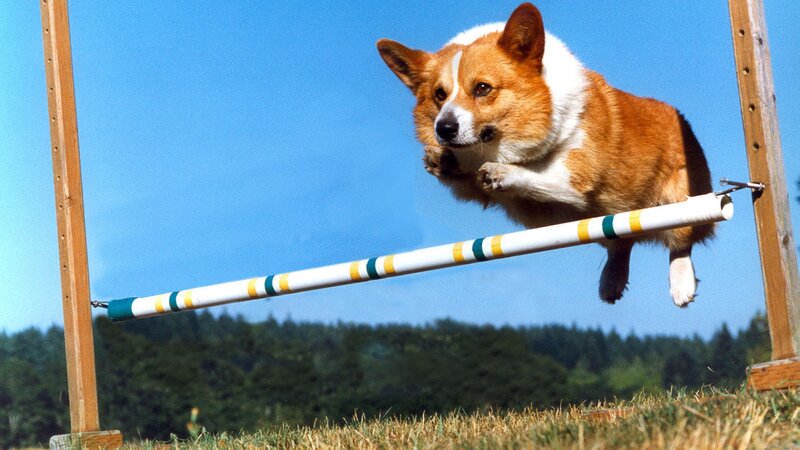 Corgi Jumping Hurdle — Blue