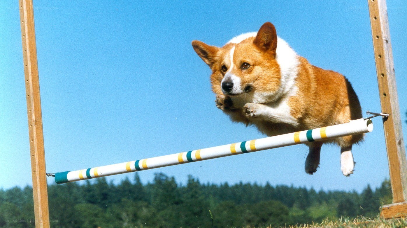 Corgi jumping over hurdle