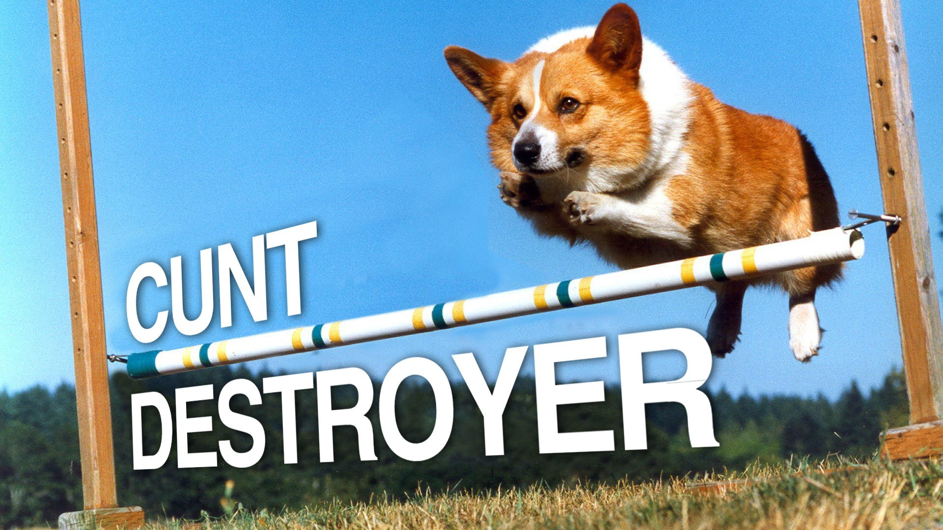 Corgi jumping over hurdle