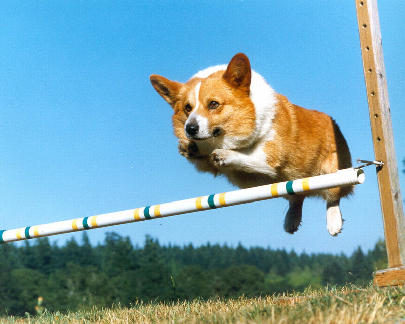Corgi jumping over hurdle