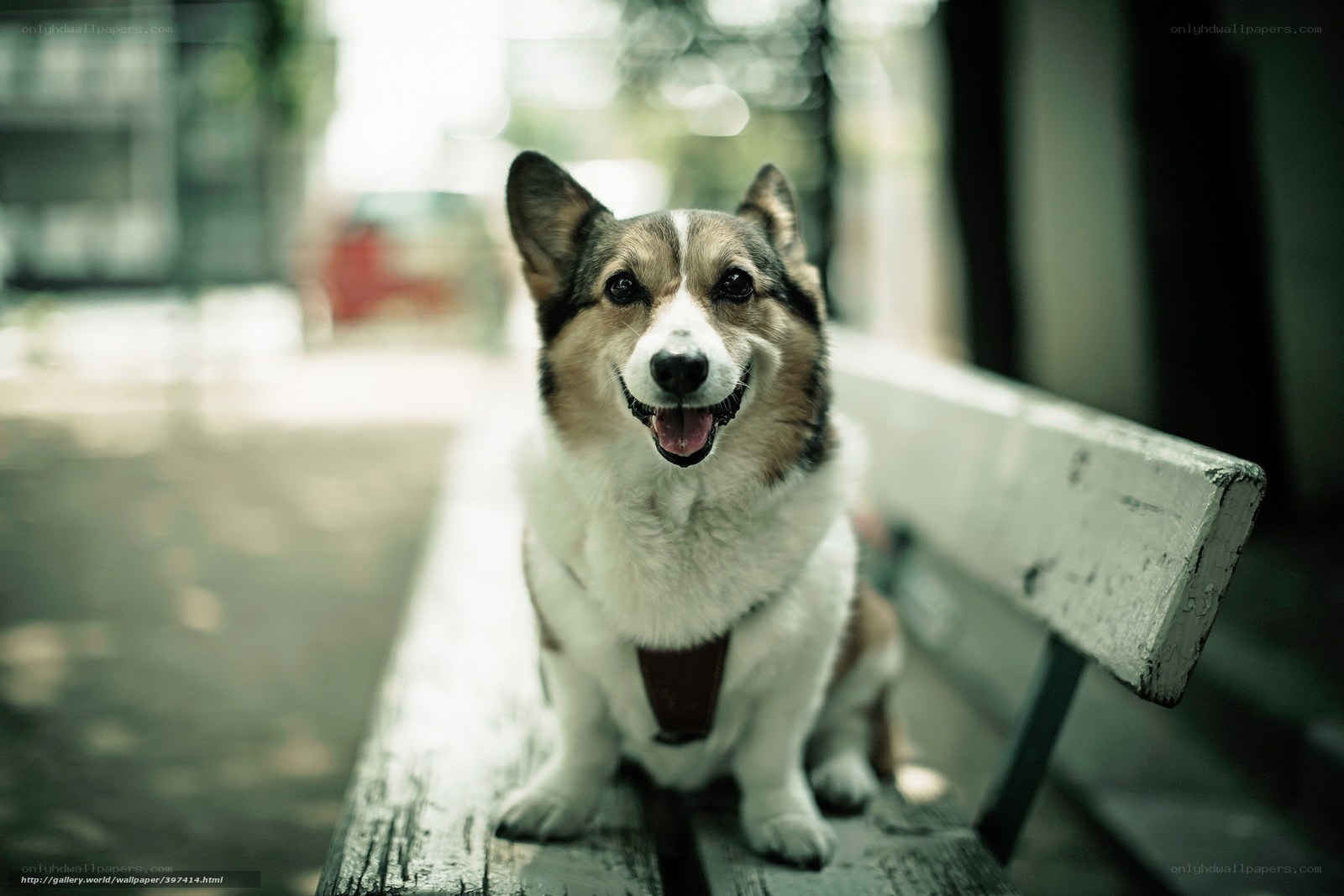 corgi on a bench