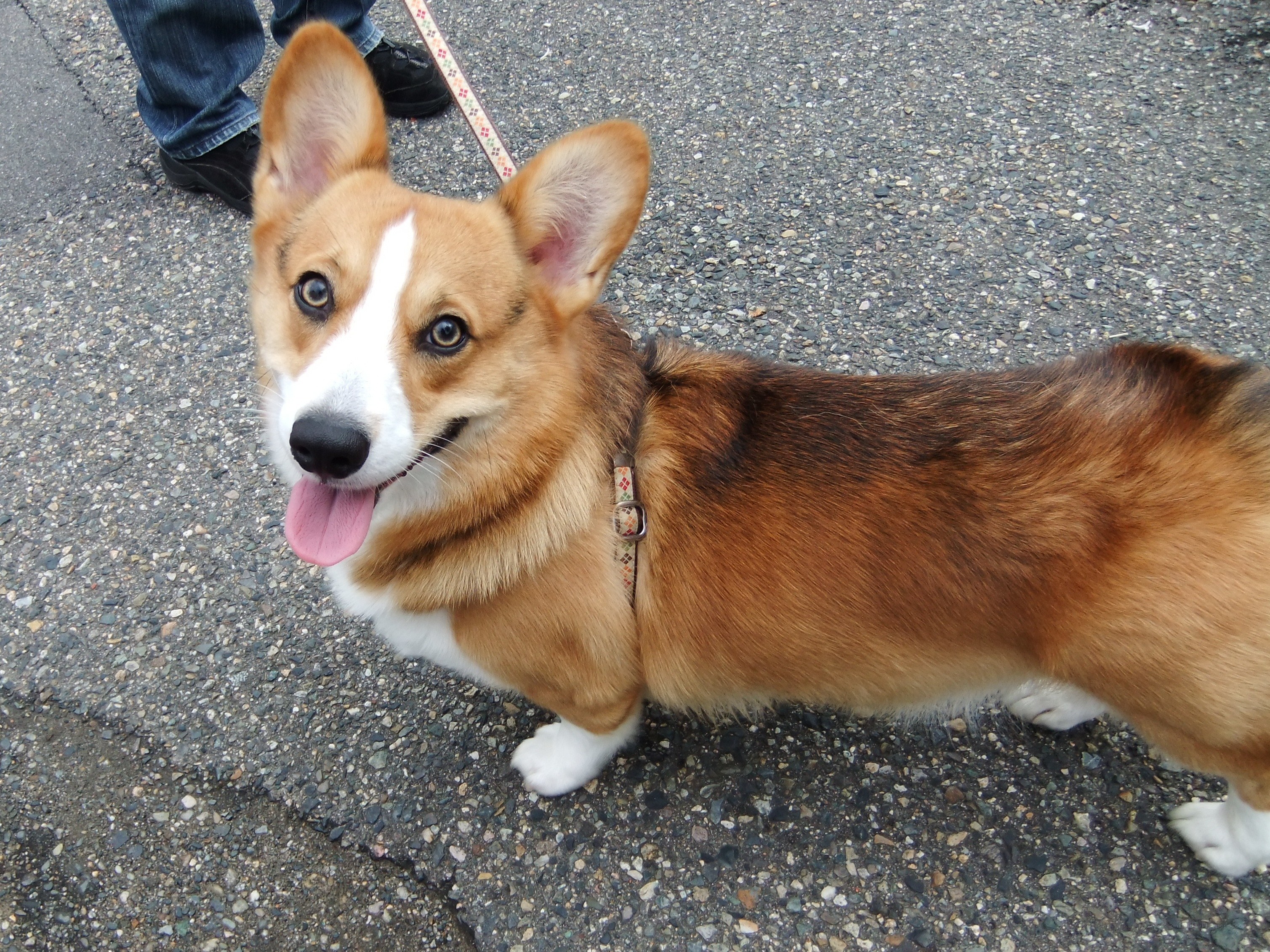 Corgi on a leash