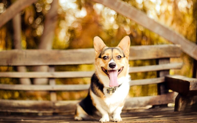 corgi on a wooden bench