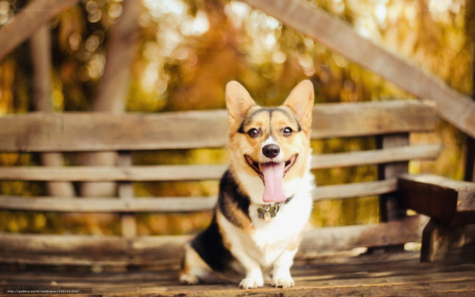 Corgi on a wooden bench