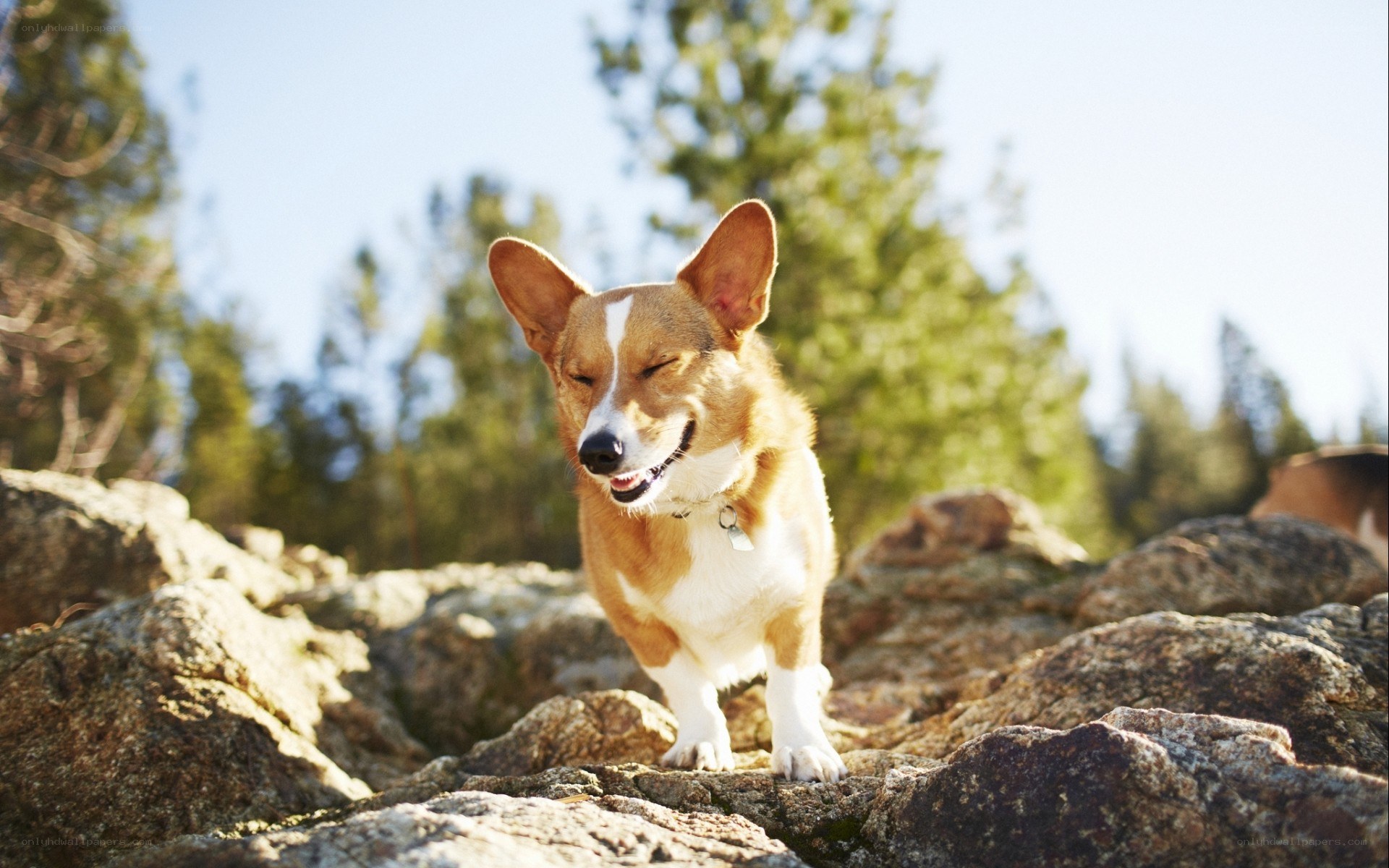 Corgi on rocky terrain
