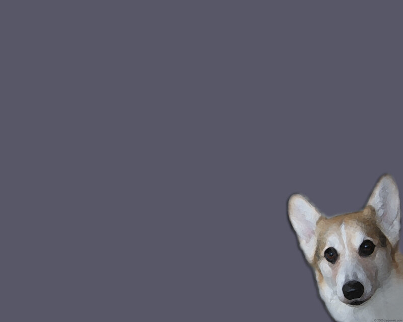 corgi peeking from corner