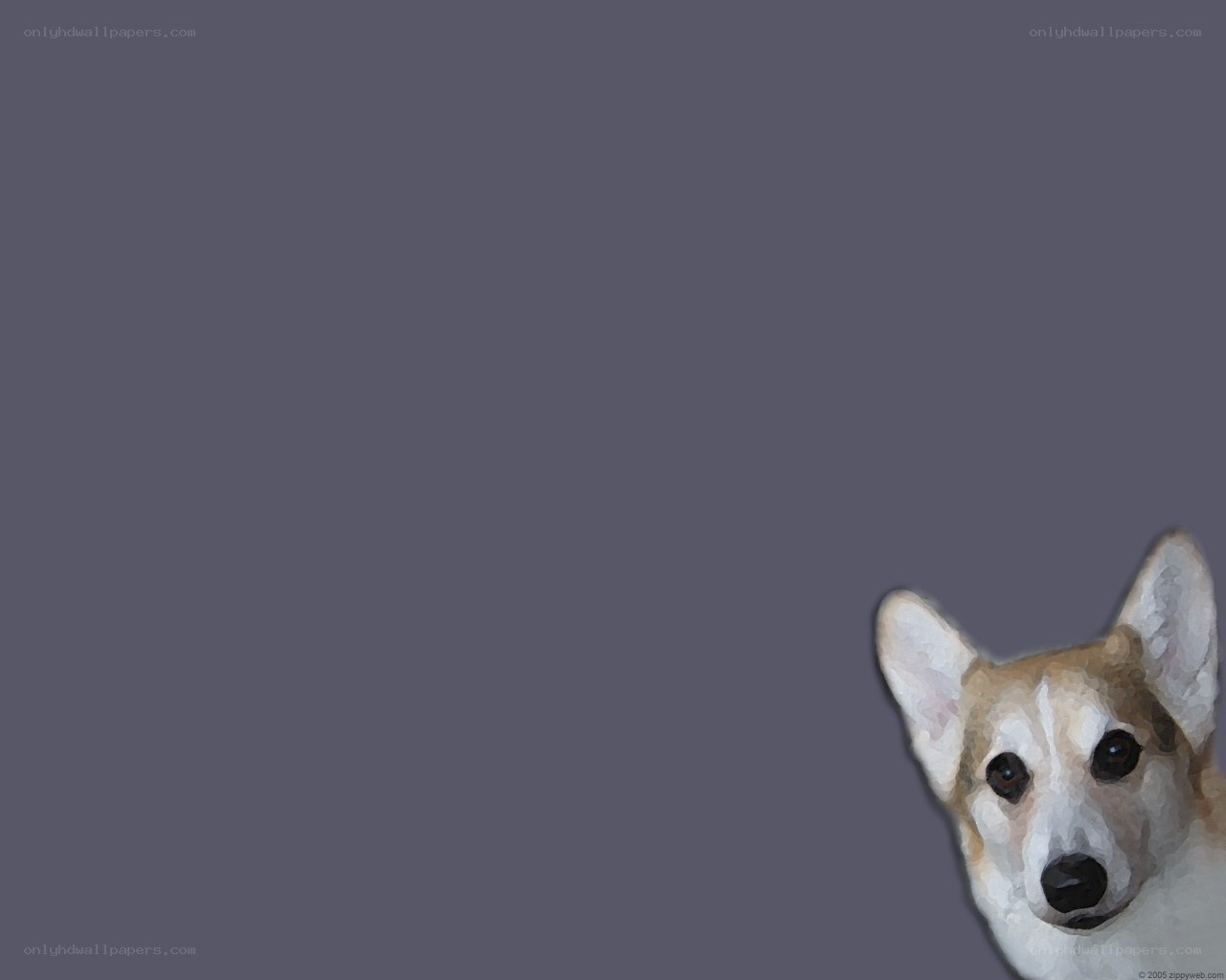 corgi peeking from corner