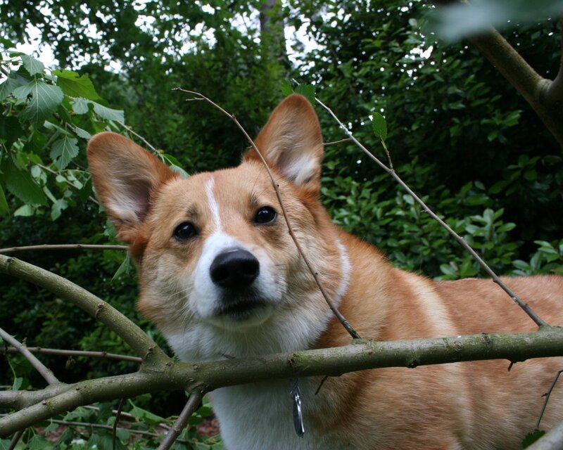 Corgi peeking through branches