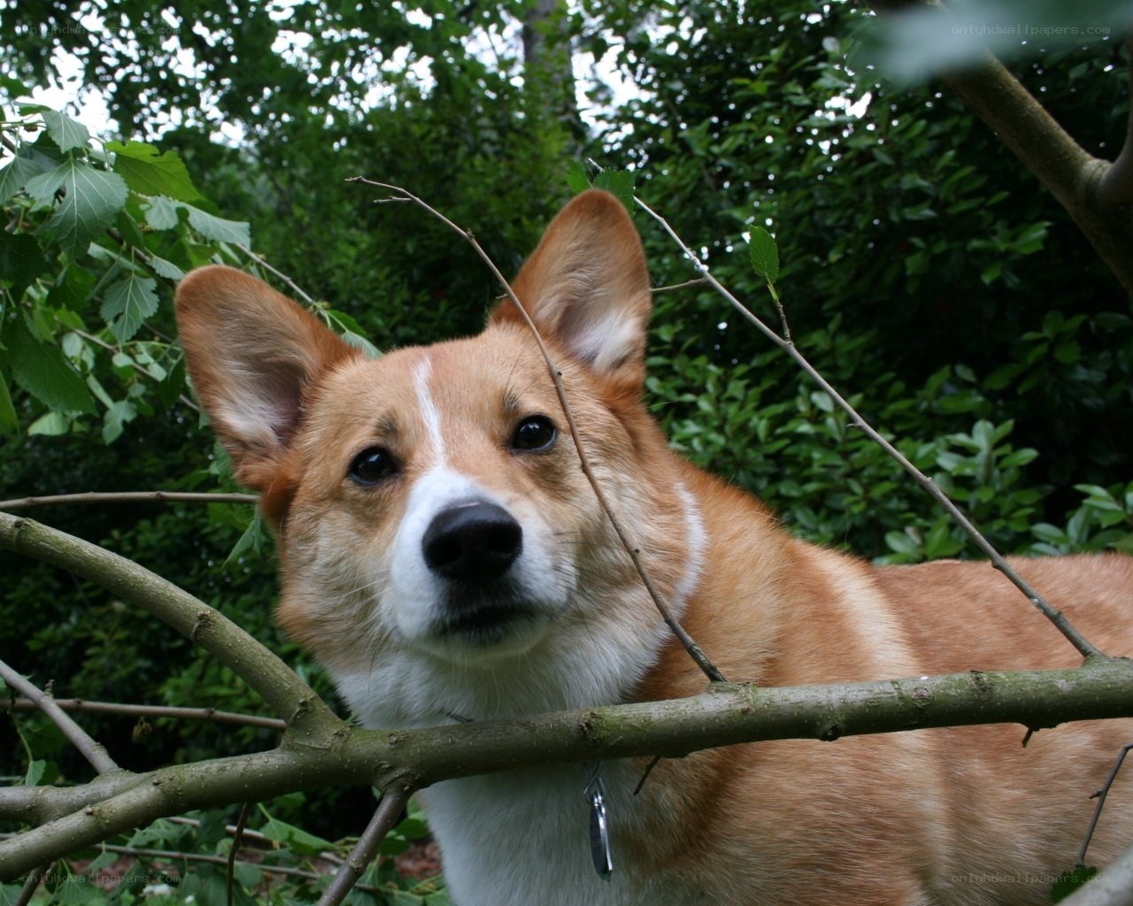 Corgi peeking through branches