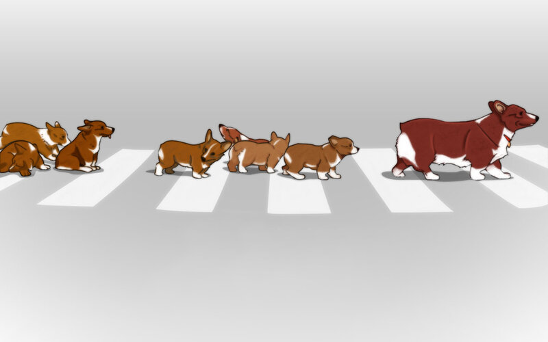 Corgi Puppies Crossing — Brown