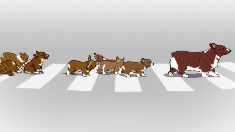 corgi puppies crossing street