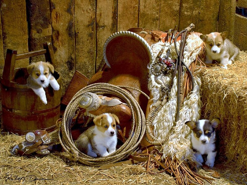 Corgi Puppies in Barn
