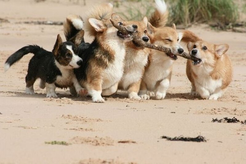 Corgi Puppies Playing