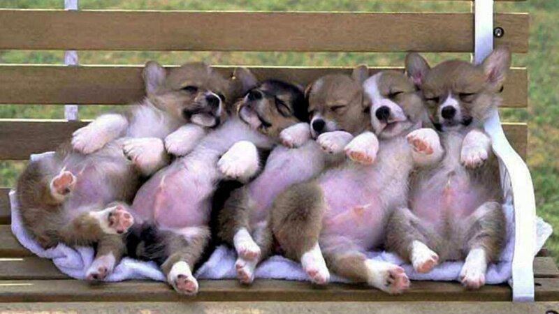 Corgi Puppies Sleeping — Brown