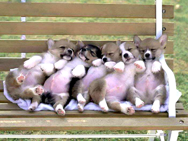 Corgi Puppies Sleeping
