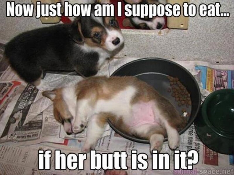 Corgi Puppies