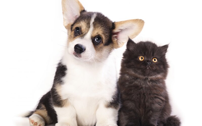 Corgi Puppy and Kitten