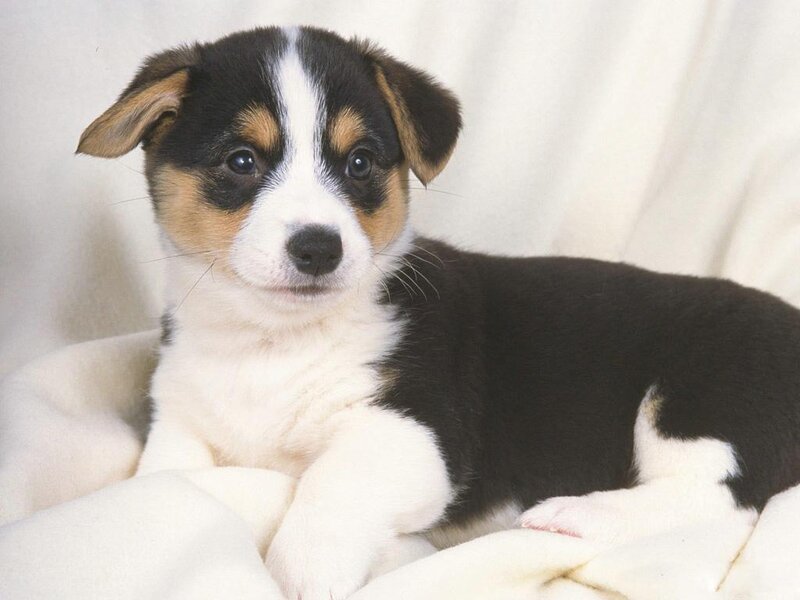 Corgi Puppy — Black