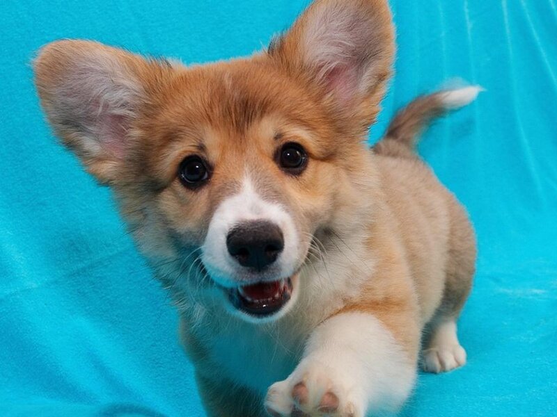 Corgi Puppy — Blue