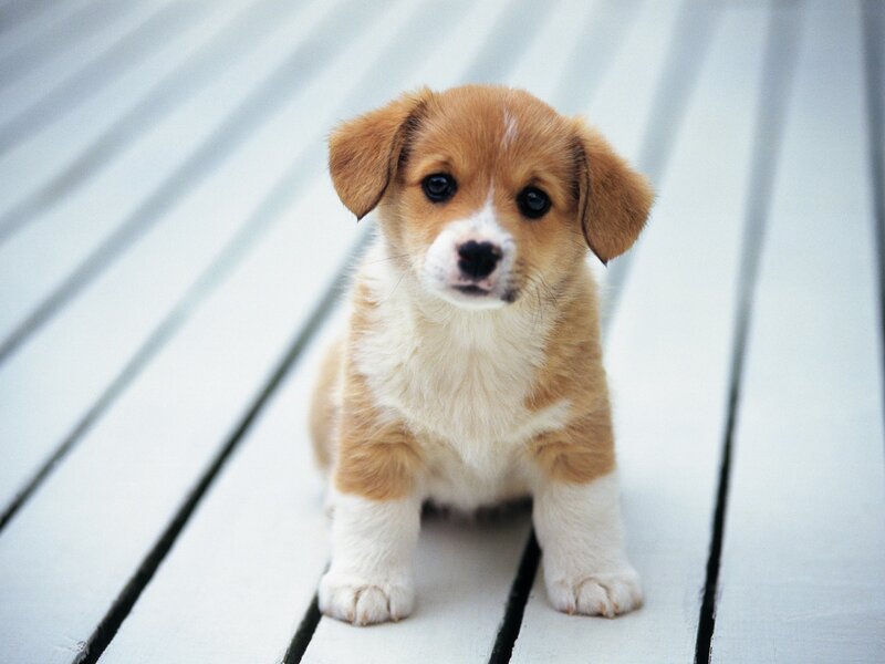 Corgi Puppy — Brown, Calm