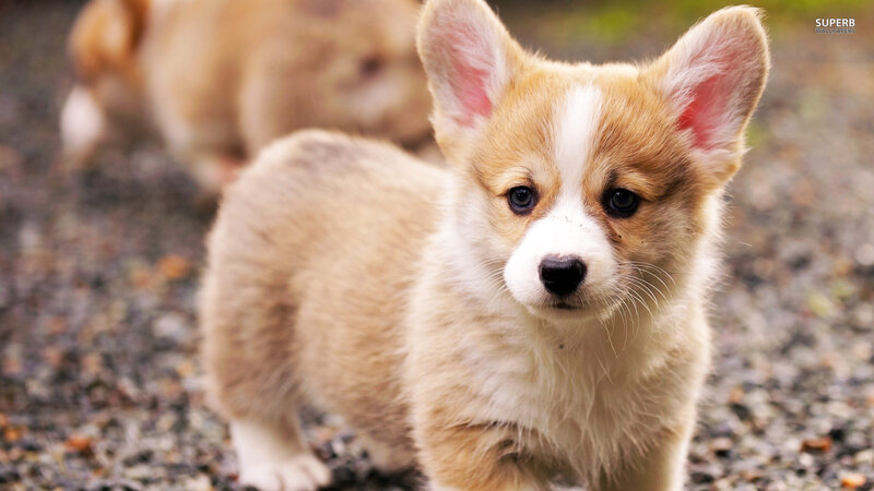Corgi Puppy — Brown, Curious, Photograph