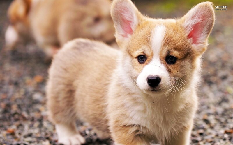 Corgi Puppy — Brown, Innocent