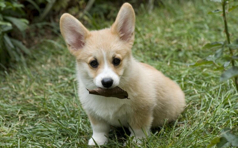 Corgi Puppy Holding Leaf — Green, Calm
