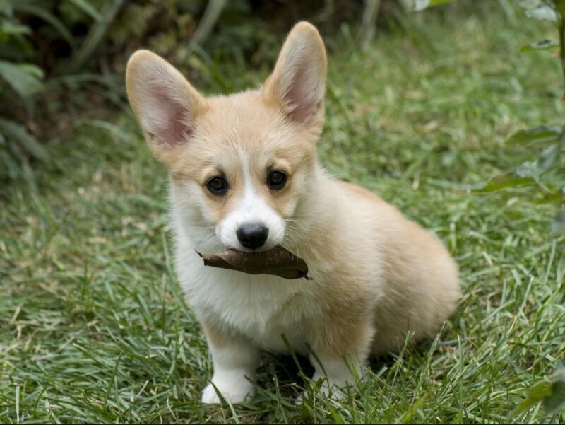 Corgi Puppy Holding Leaf