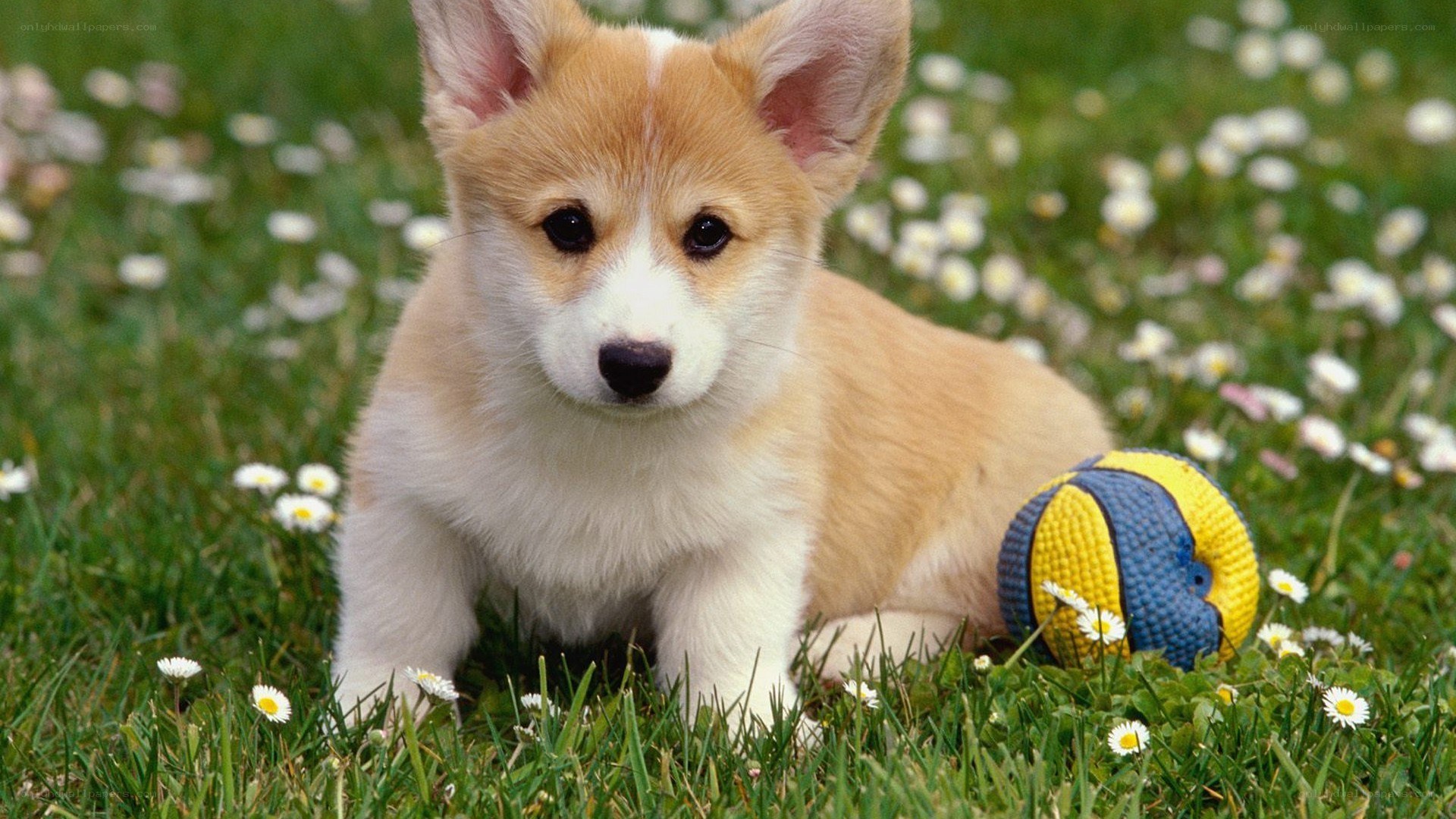 Corgi puppy in a field