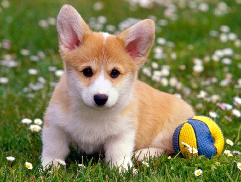 Corgi puppy in a field