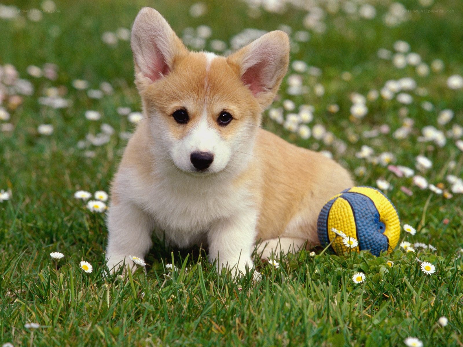 Corgi puppy in a field