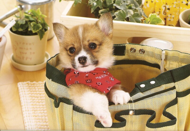 Corgi Puppy in Bag