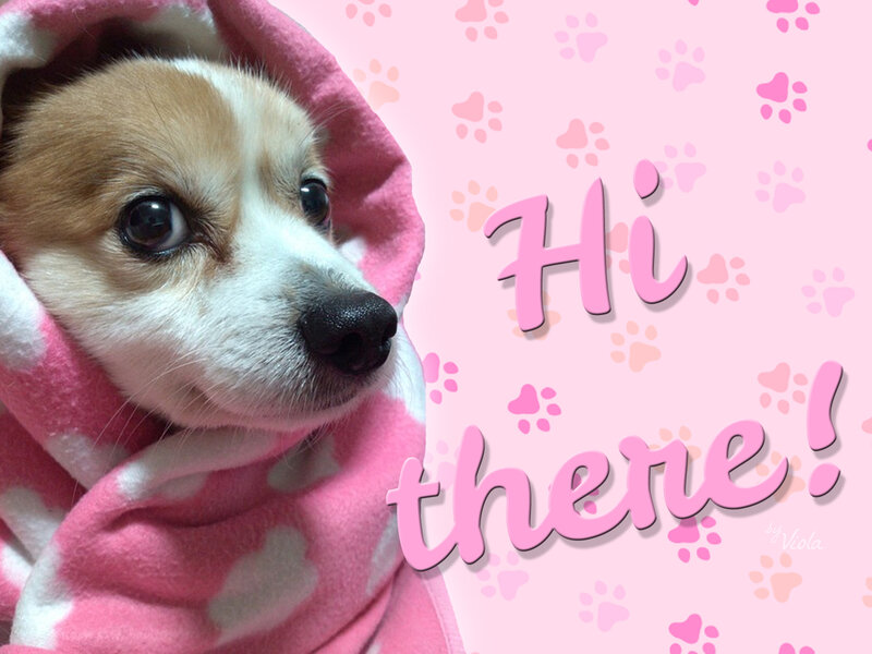 Corgi Puppy in Blanket