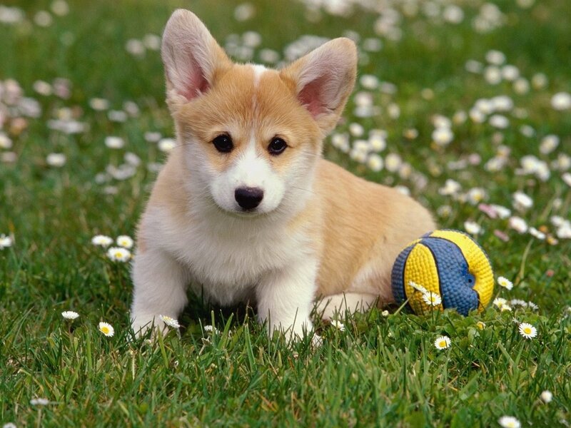 Corgi Puppy in Grass — Green, Calm, Afternoon