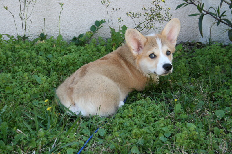 Corgi Puppy in Grass — Green, Calm
