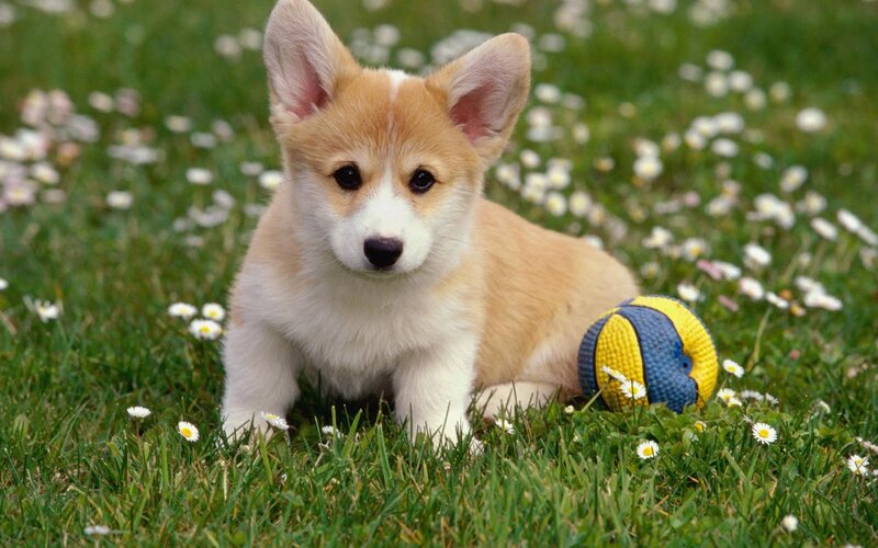 Corgi Puppy in Grass — Green
