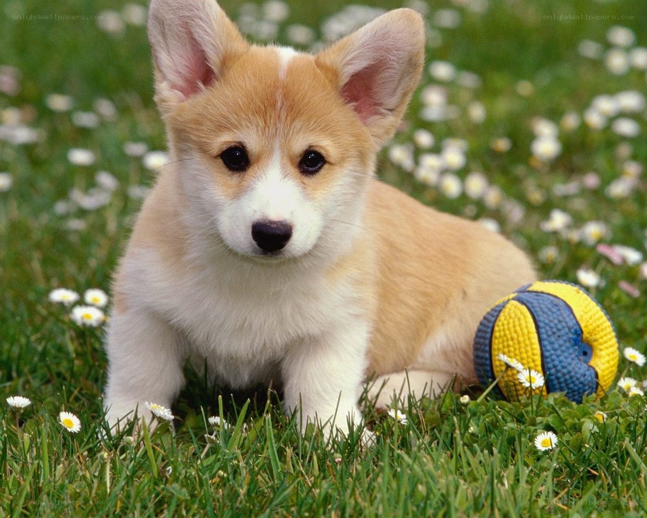 corgi puppy in grass