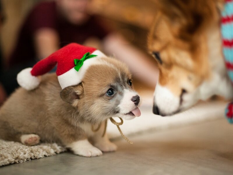 Corgi Puppy in Hat — Brown