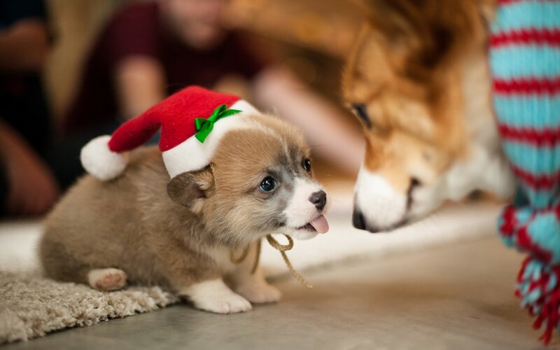 Corgi Puppy in Hat