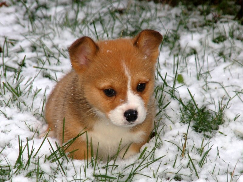 Corgi Puppy in Snow — Brown