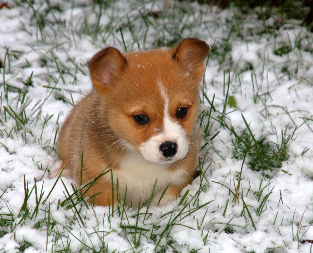 corgi puppy in snow
