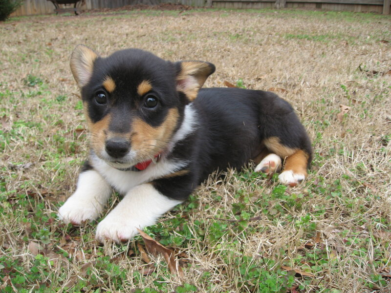 corgi puppy in the grass