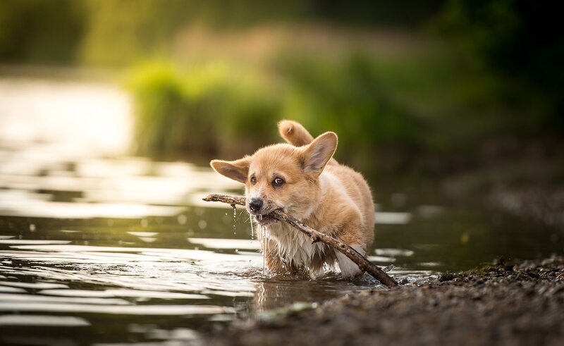 Corgi Puppy in Water