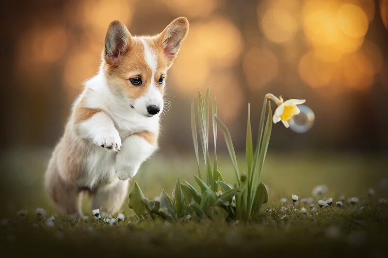 Corgi Puppy Jumping