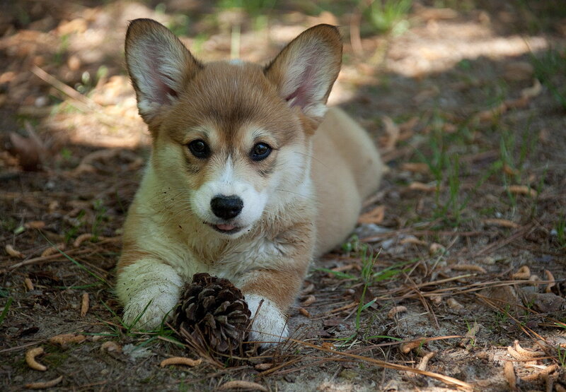 Corgi Puppy Lying — Brown