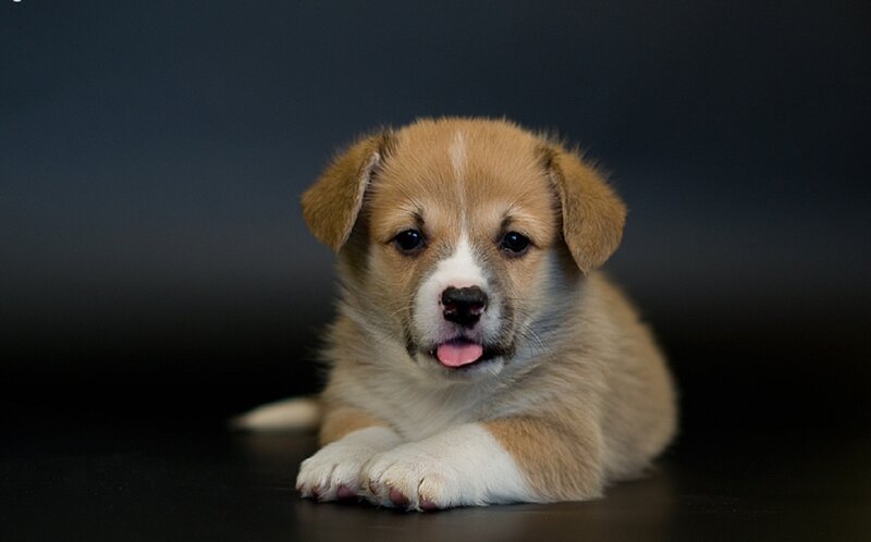 Corgi Puppy Lying