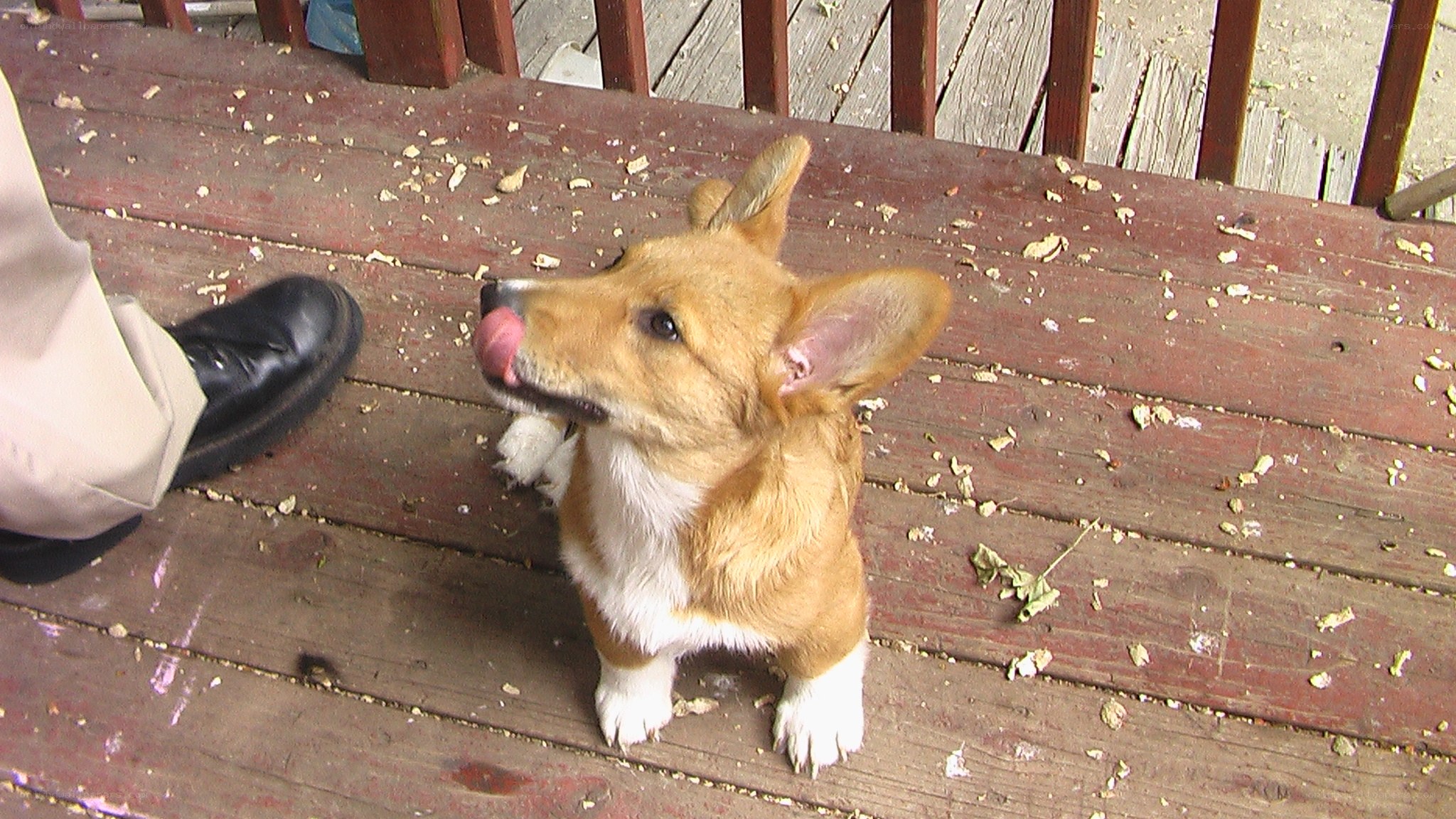 corgi puppy on deck