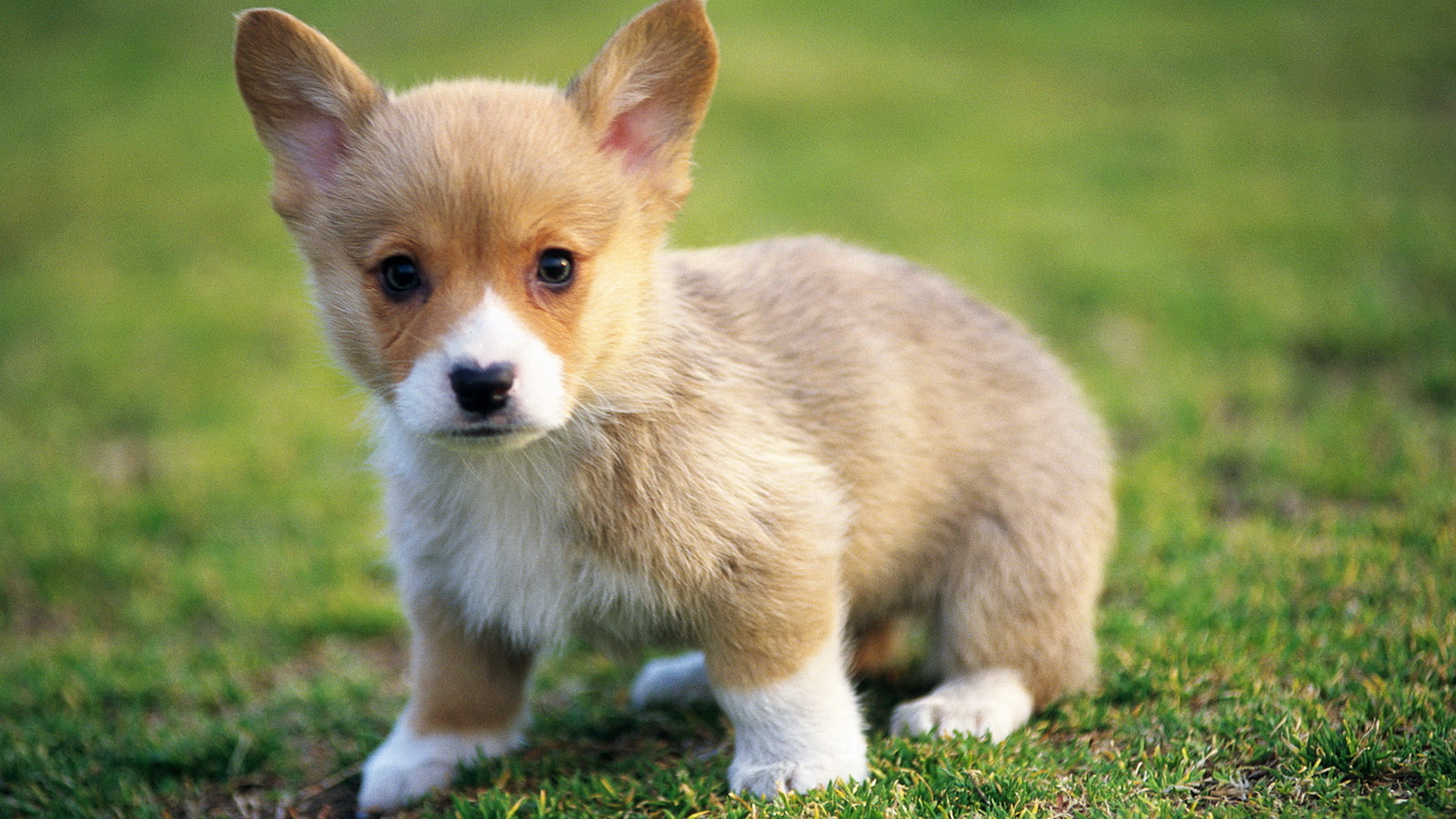 Corgi puppy on grass