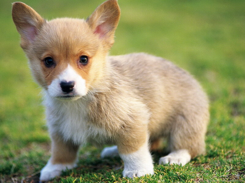 Corgi Puppy on Grass — Green