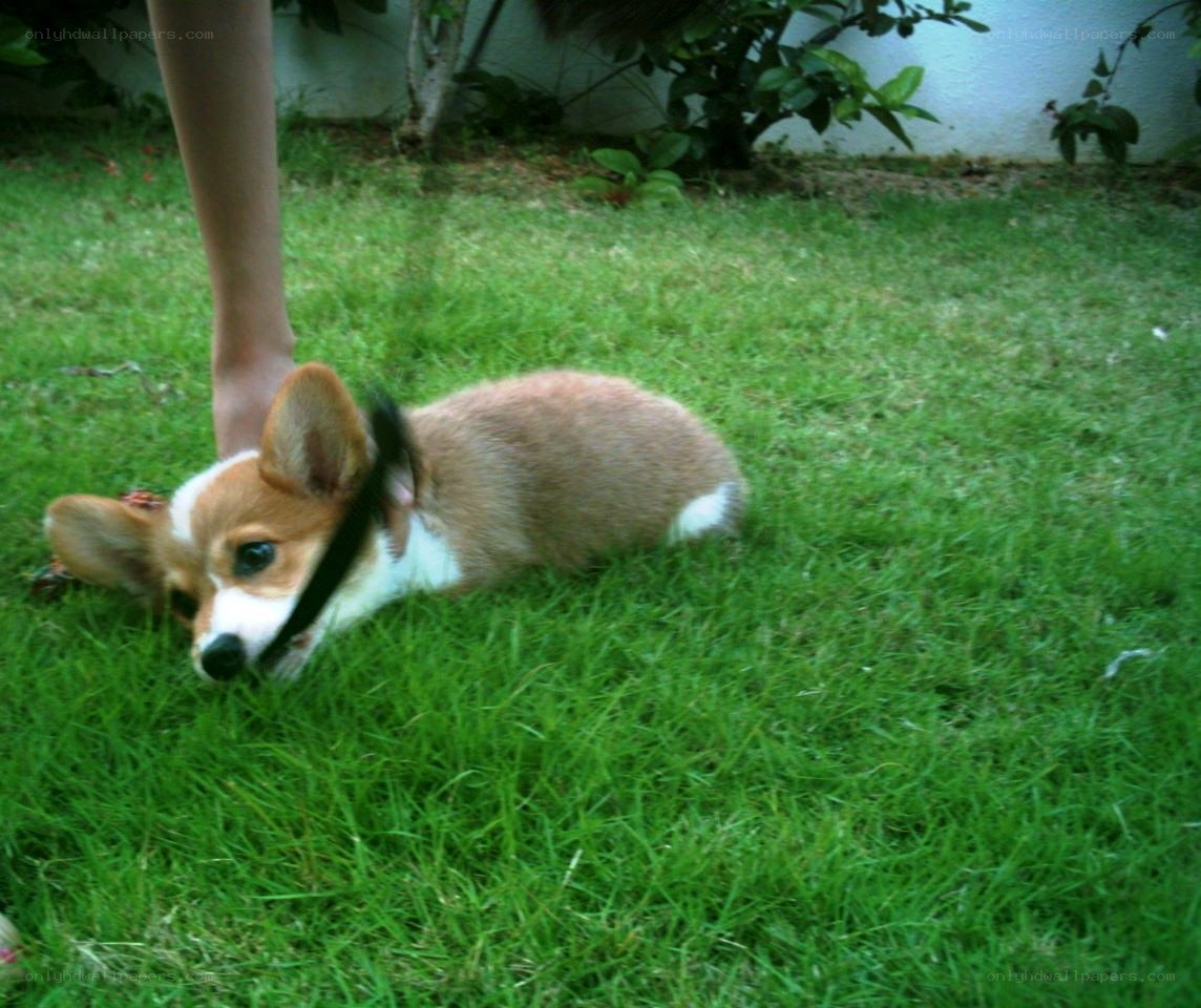 corgi puppy on grass